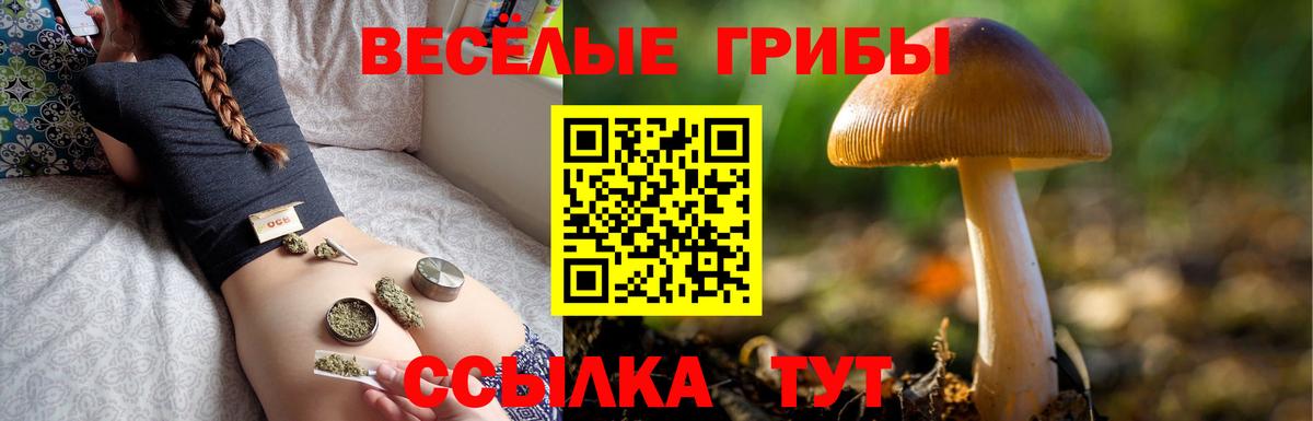Галлюциногенные грибы Psilocybe Зеленогорск