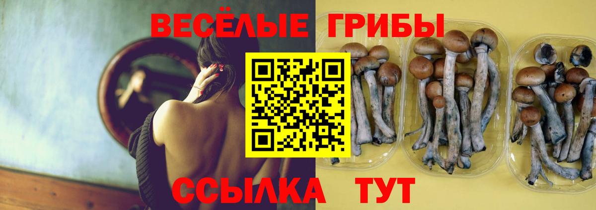 Зеленогорск  Галлюциногенные грибы MAGIC MUSHROOMS  Вход с VPN 